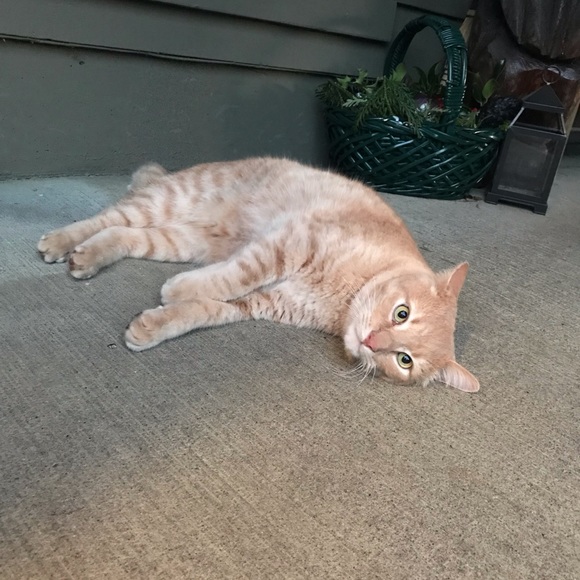 Meet your Posher, Rachel - Picture 1 of 1